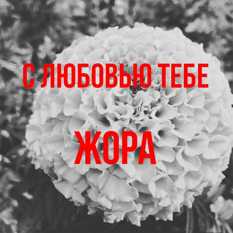 Картинка С любовью тебе, Жора