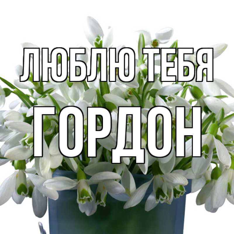 Картинка Люблю тебя, Гордон