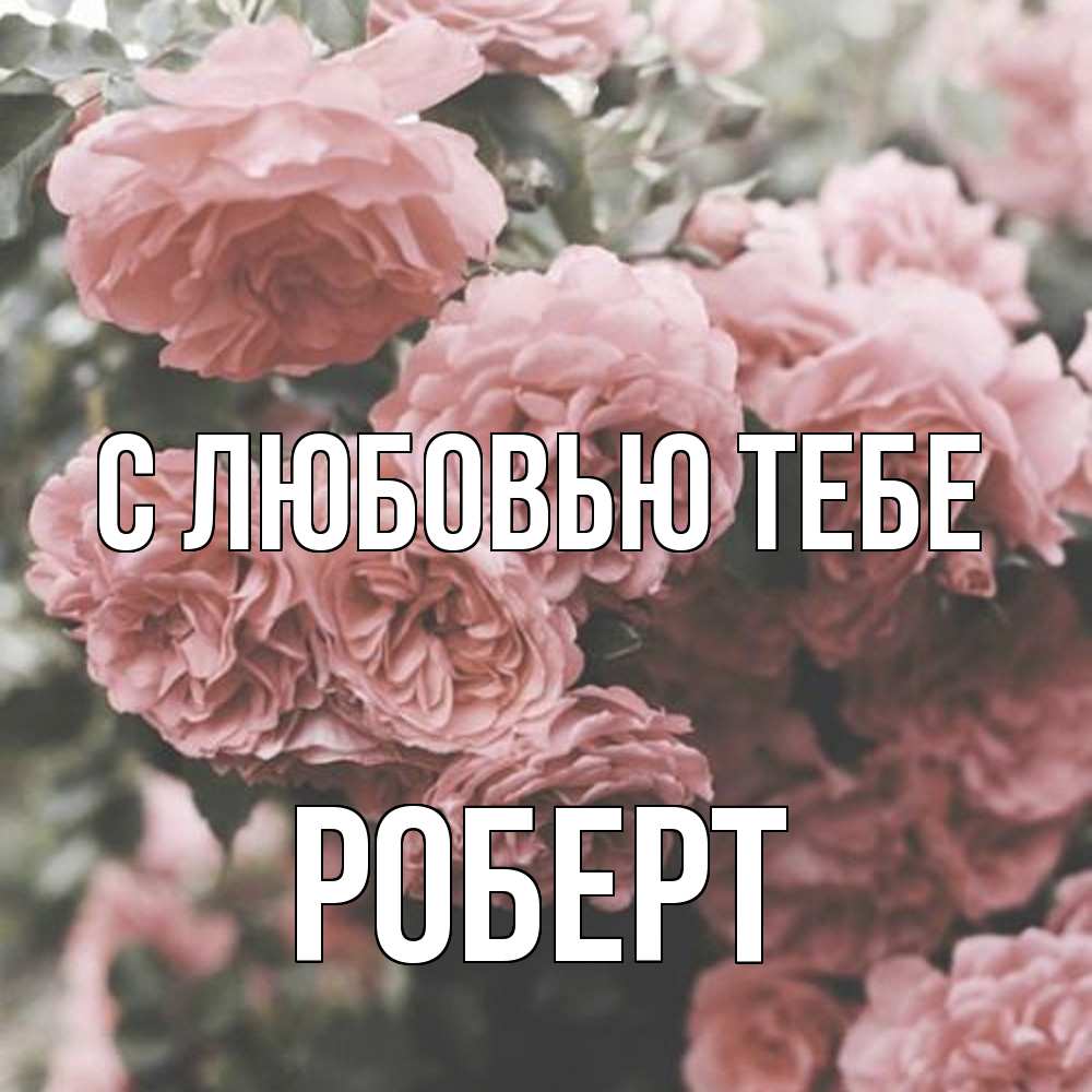 Открытка на каждый день с именем, Роберт С любовью тебе розы 3 Прикольная открытка с пожеланием онлайн скачать бесплатно 