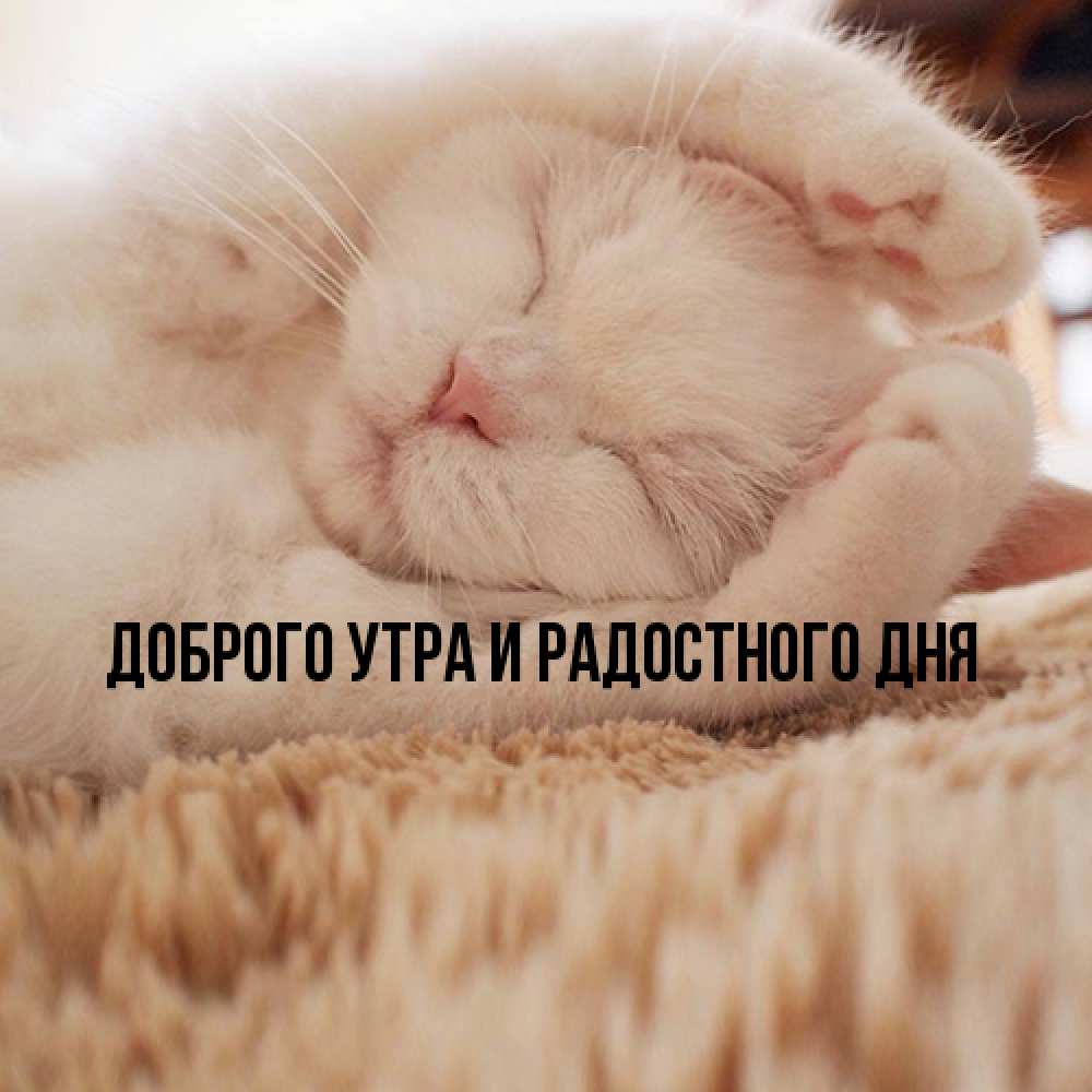 Открытка на каждый день с именем, Ия Не грусти все будет хорошо Котенок спит Прикольная открытка с пожеланием онлайн скачать бесплатно 