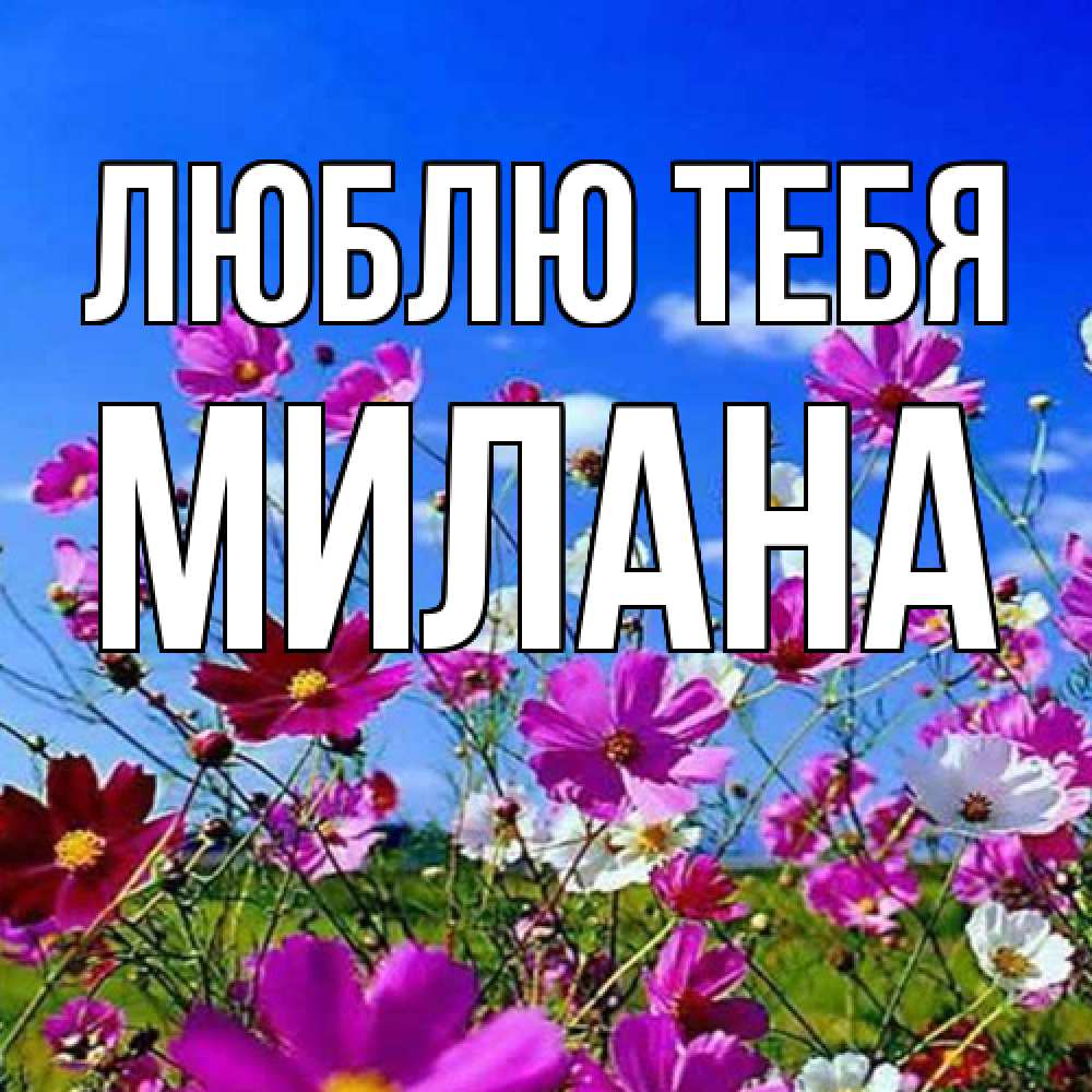 Открытка на каждый день с именем, Милана Люблю тебя цветы Прикольная открытка с пожеланием онлайн скачать бесплатно 