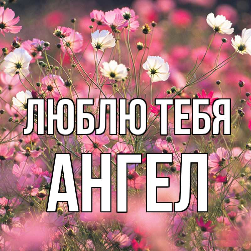 Картинка Люблю тебя, Ангел