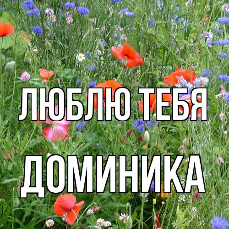 Картинка Люблю тебя, Доминика