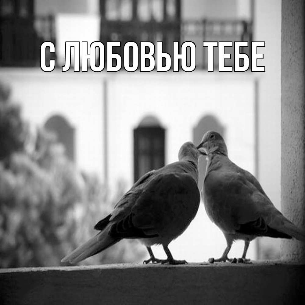 Открытка на каждый день с именем, Влад Обнимашки птицы на подоконнике Прикольная открытка с пожеланием онлайн скачать бесплатно 