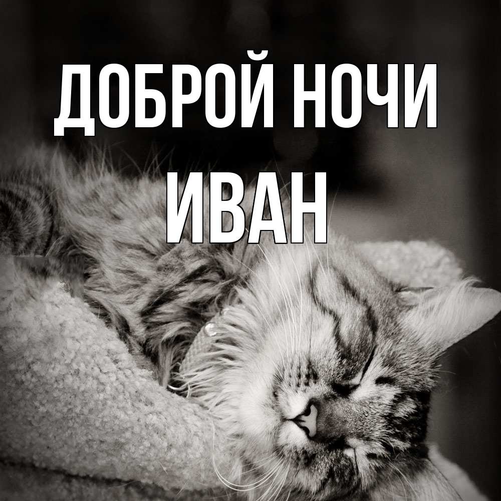 Открытка на каждый день с именем, Иван Доброй ночи котярик пушистый Прикольная открытка с пожеланием онлайн скачать бесплатно 