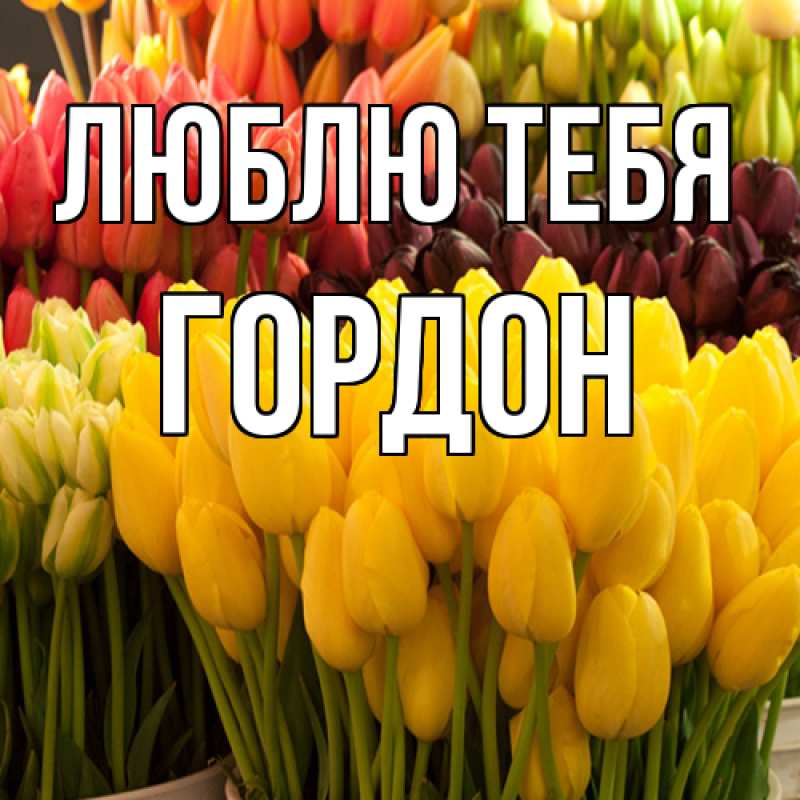 Картинка Люблю тебя, Гордон