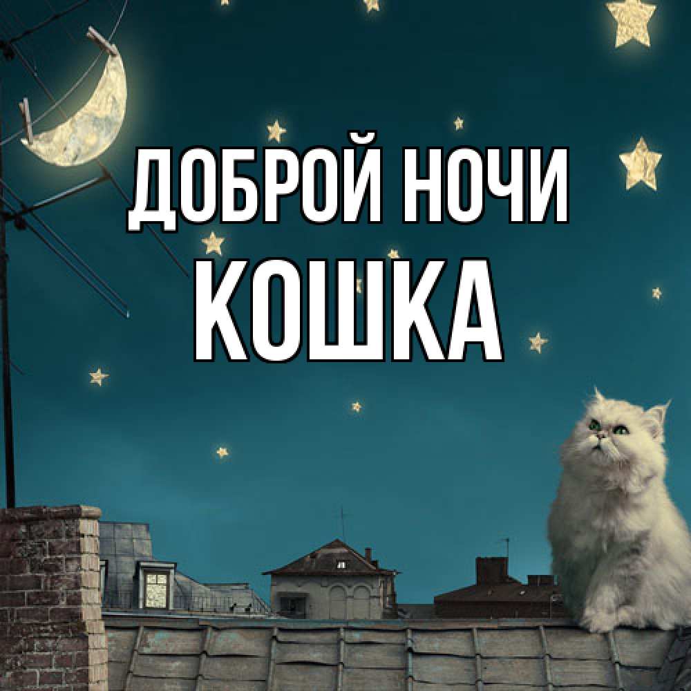 Открытка на каждый день с именем, Кошка Доброй ночи белый кот сидит на крыше Прикольная открытка с пожеланием онлайн скачать бесплатно 