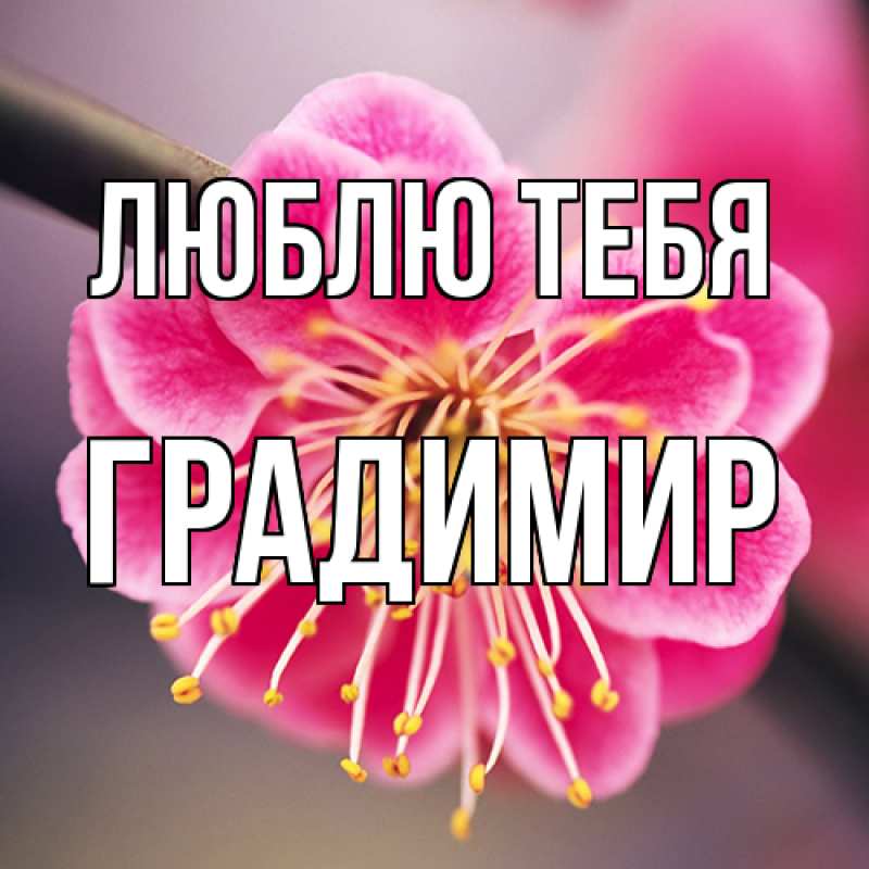Картинка Люблю тебя, Градимир