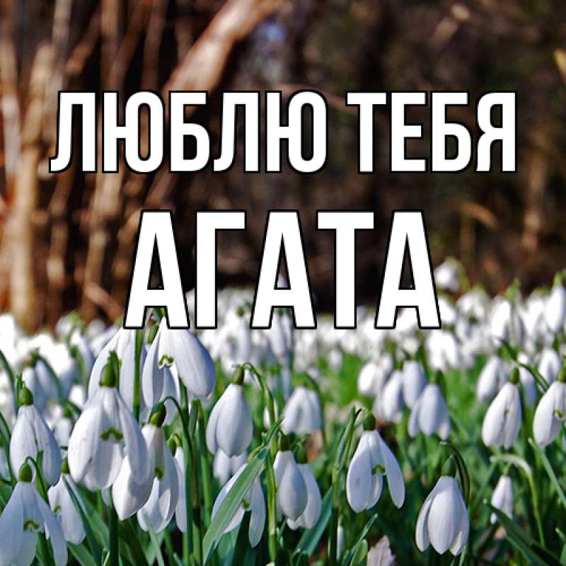Картинка Люблю тебя, Агата