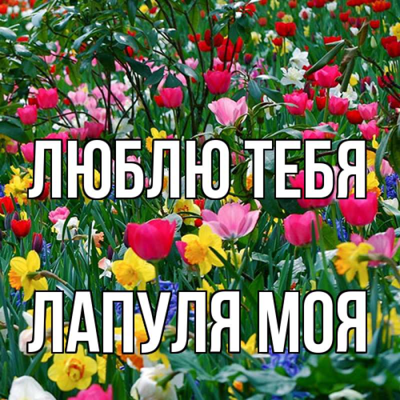 Картинка Люблю тебя, Лапуля моя