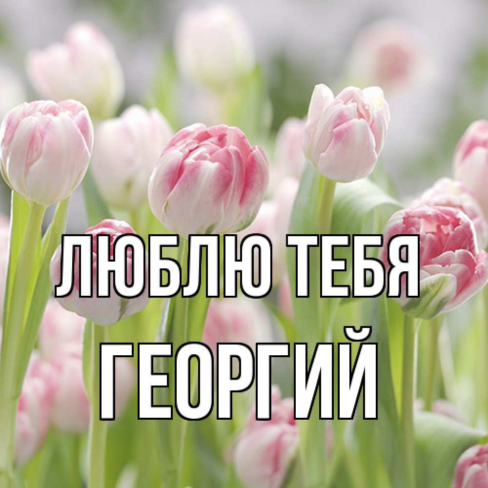 Открытка на каждый день с именем, Георгий Люблю тебя цветы Прикольная открытка с пожеланием онлайн скачать бесплатно 