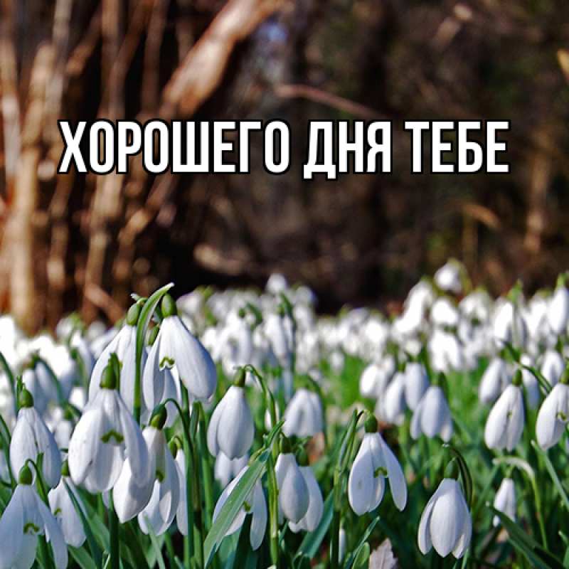 Картинка Люблю тебя, Гастон