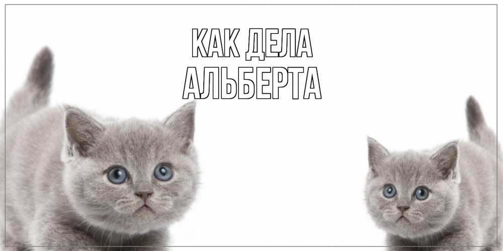 Открытка на каждый день с именем, Альберта Как дела коты Прикольная открытка с пожеланием онлайн скачать бесплатно 