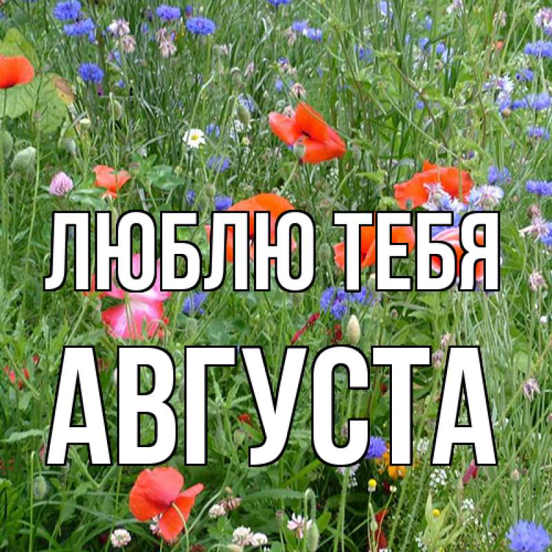 Картинка Люблю тебя, Августа