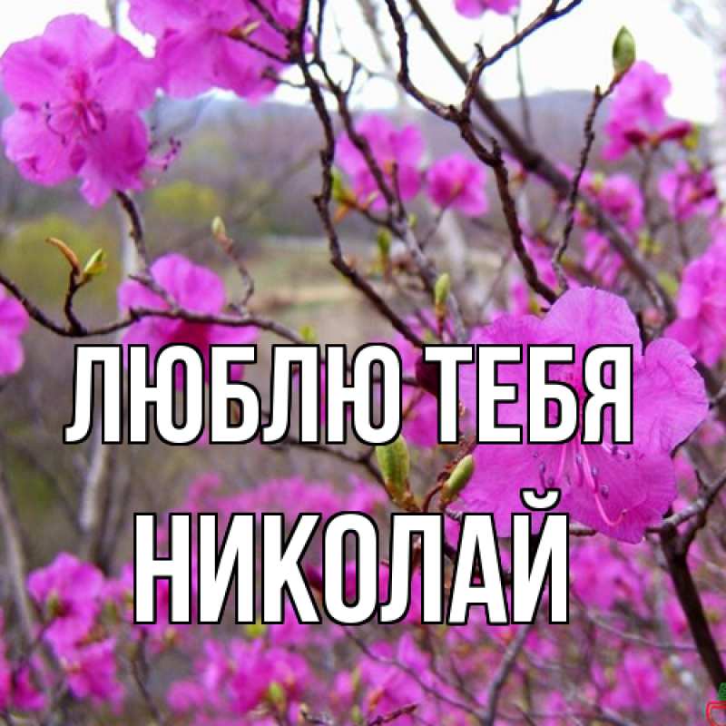 Картинка Люблю тебя, Николай