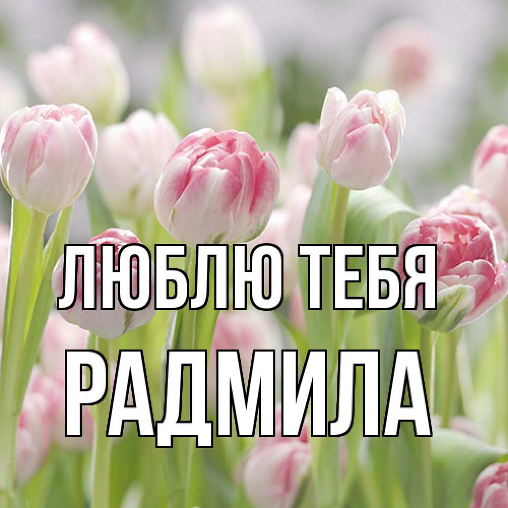 Открытка на каждый день с именем, Радмила Люблю тебя цветы Прикольная открытка с пожеланием онлайн скачать бесплатно 