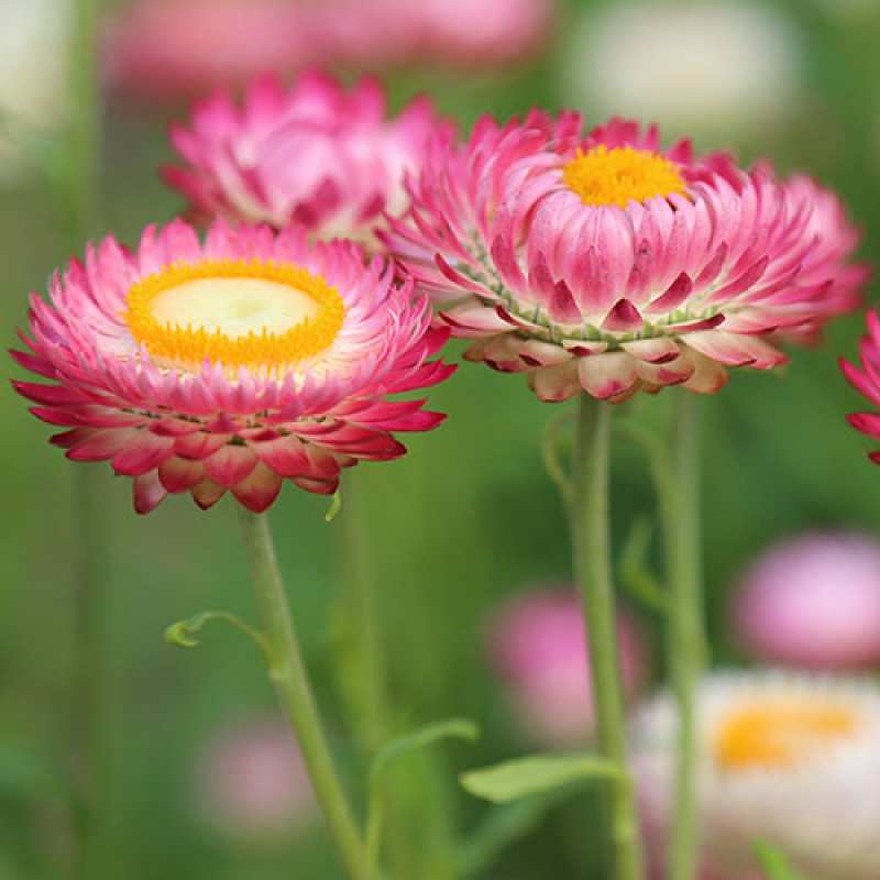 Картинка Люблю тебя, Коля