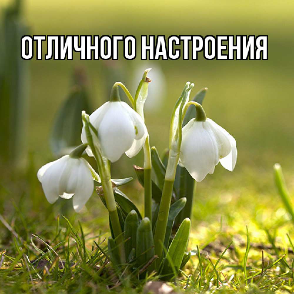 Открытка на каждый день с именем, Габриэлла Люблю тебя ранние цветы 2 Прикольная открытка с пожеланием онлайн скачать бесплатно 