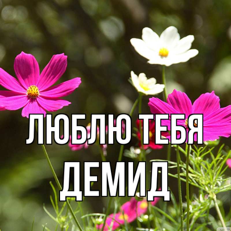 Картинка Люблю тебя, Демид