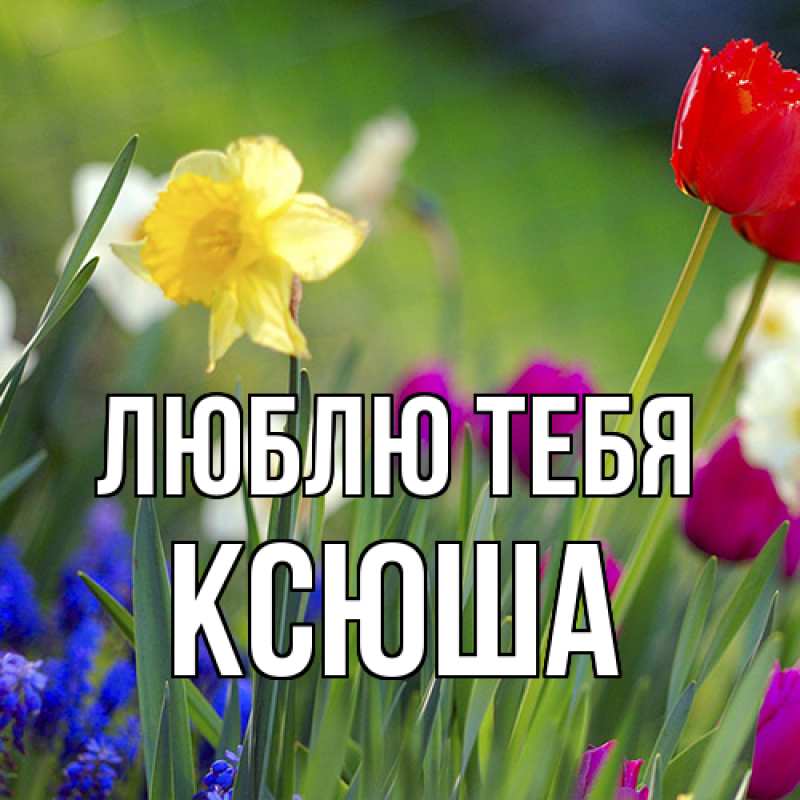 Картинка Люблю тебя, Ксюша