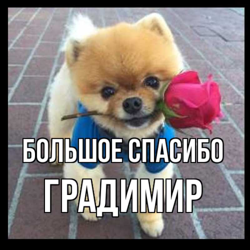 Картинка Большое спасибо, Градимир