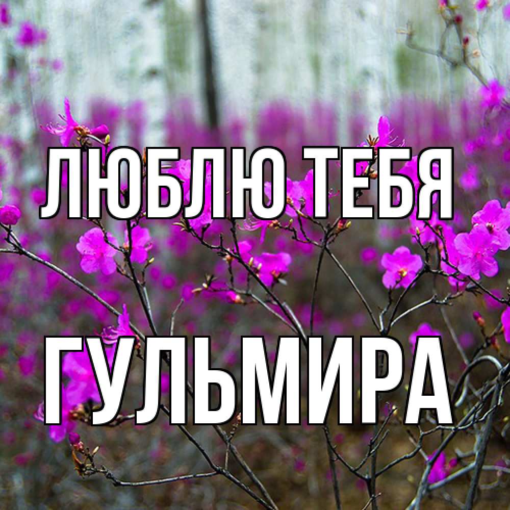 Открытка на каждый день с именем, Гульмира Люблю тебя дикие цветы Прикольная открытка с пожеланием онлайн скачать бесплатно 