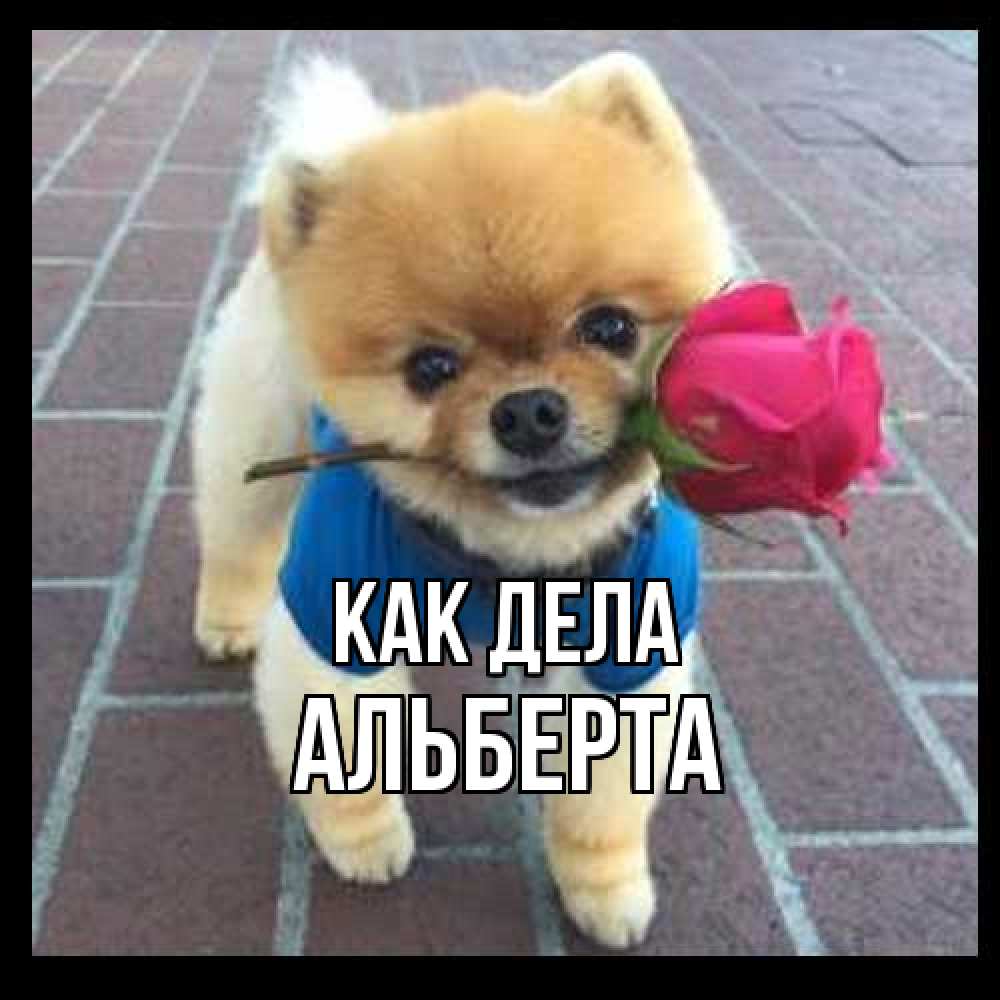 Открытка на каждый день с именем, Альберта Как дела роза в зубах у собаки Прикольная открытка с пожеланием онлайн скачать бесплатно 