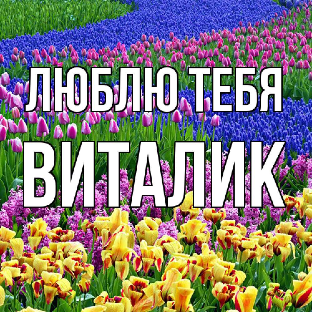 Открытка на каждый день с именем, Виталик Люблю тебя цветы Прикольная открытка с пожеланием онлайн скачать бесплатно 