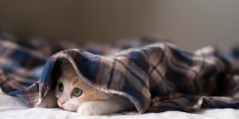 Открытка на каждый день с именем, Кошка Скорейшего тебе выздоровления не болейте с котиком Прикольная открытка с пожеланием онлайн скачать бесплатно 