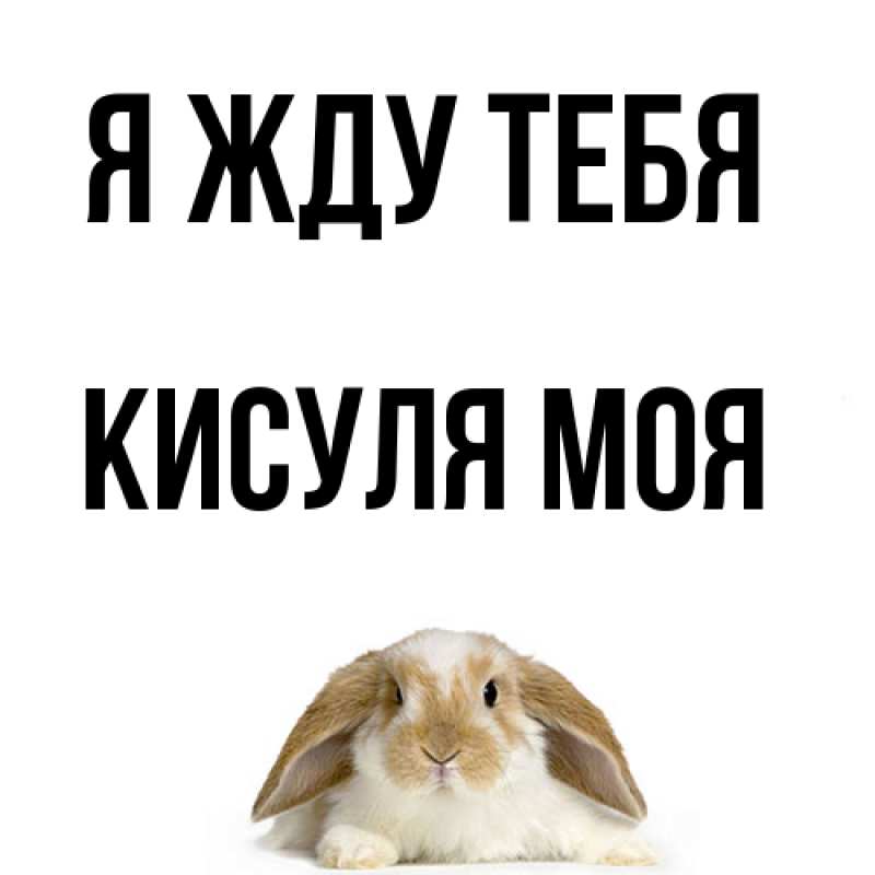 Картинка Я жду тебя, Кисуля моя