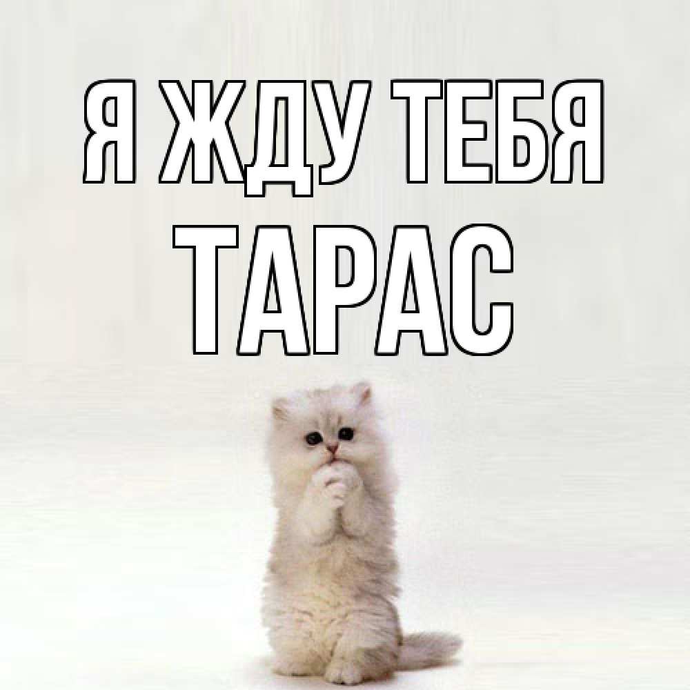 Открытка на каждый день с именем, Тарас Я жду тебя кот стоит на задних лапах Прикольная открытка с пожеланием онлайн скачать бесплатно 