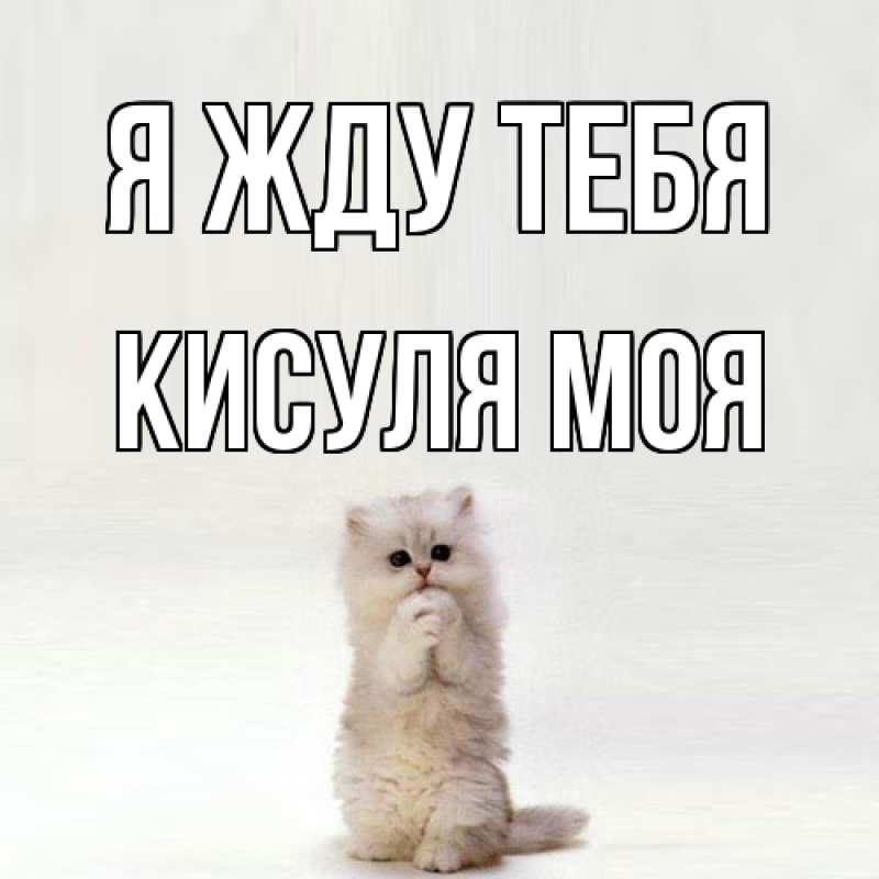 Картинка Я жду тебя, Кисуля моя