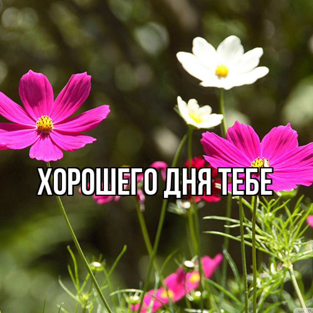 Открытка на каждый день с именем, Родной Люблю тебя цветы Прикольная открытка с пожеланием онлайн скачать бесплатно 