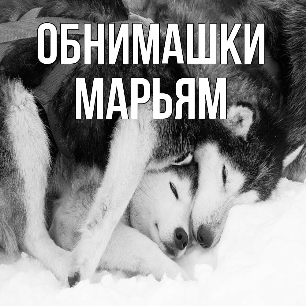 Открытка на каждый день с именем, Марьям Обнимашки собачки в упряжке Прикольная открытка с пожеланием онлайн скачать бесплатно 