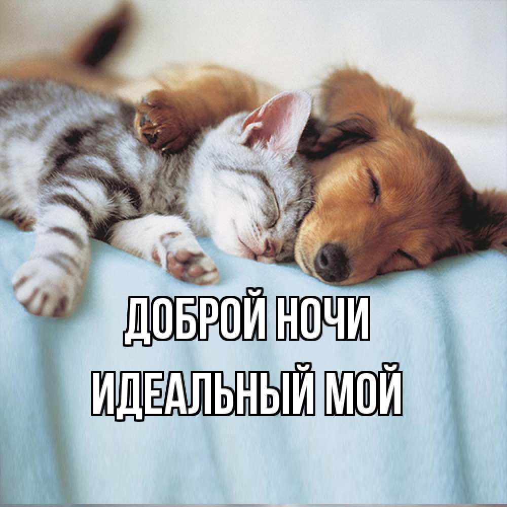 Открытка на каждый день с именем, Идеальный-мой Доброй ночи с животными Прикольная открытка с пожеланием онлайн скачать бесплатно 
