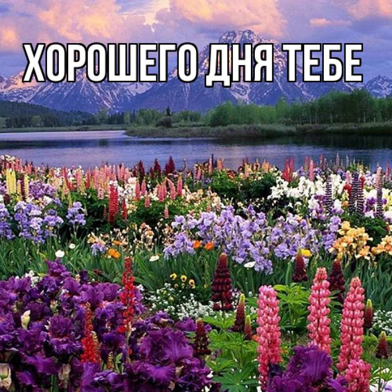 Картинка Люблю тебя, Гордон