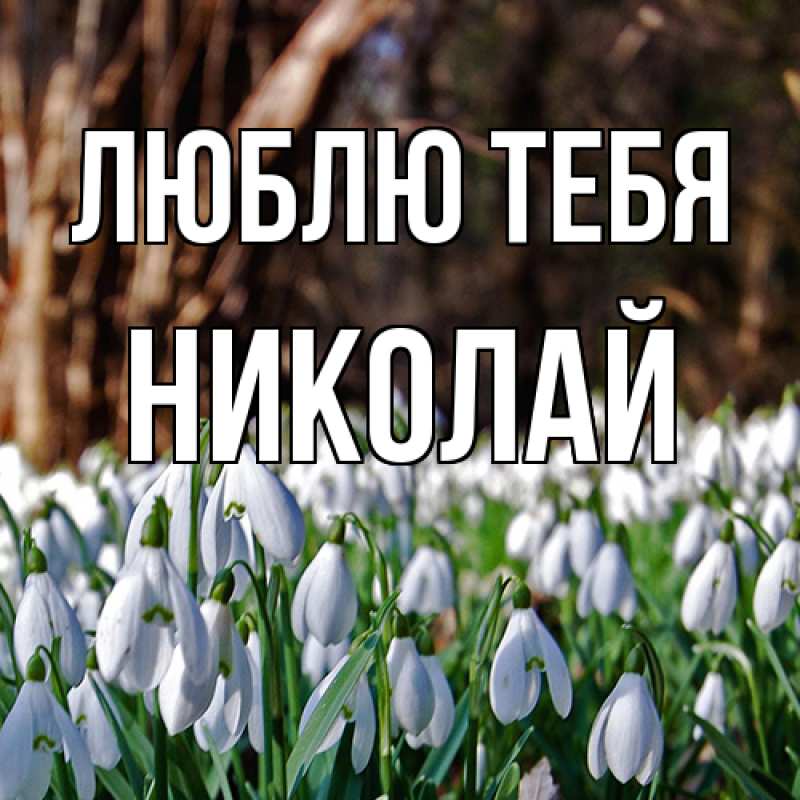 Картинка Люблю тебя, Николай