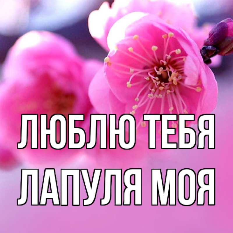 Картинка Люблю тебя, Лапуля моя