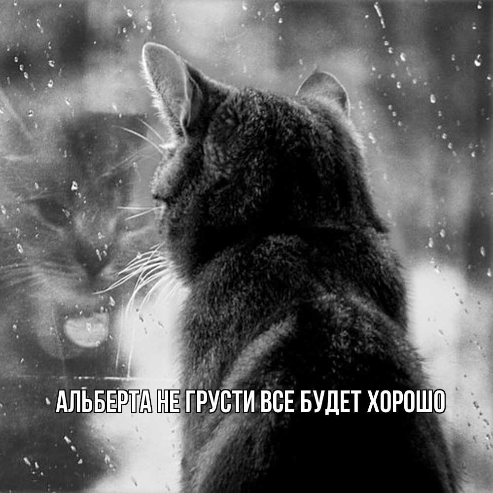 Открытка на каждый день с именем, Альберта Не грусти все будет хорошо отражение кота 1 Прикольная открытка с пожеланием онлайн скачать бесплатно 