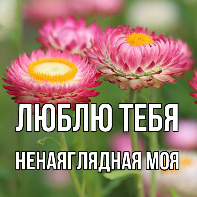 Картинка Люблю тебя, Ненаяглядная моя