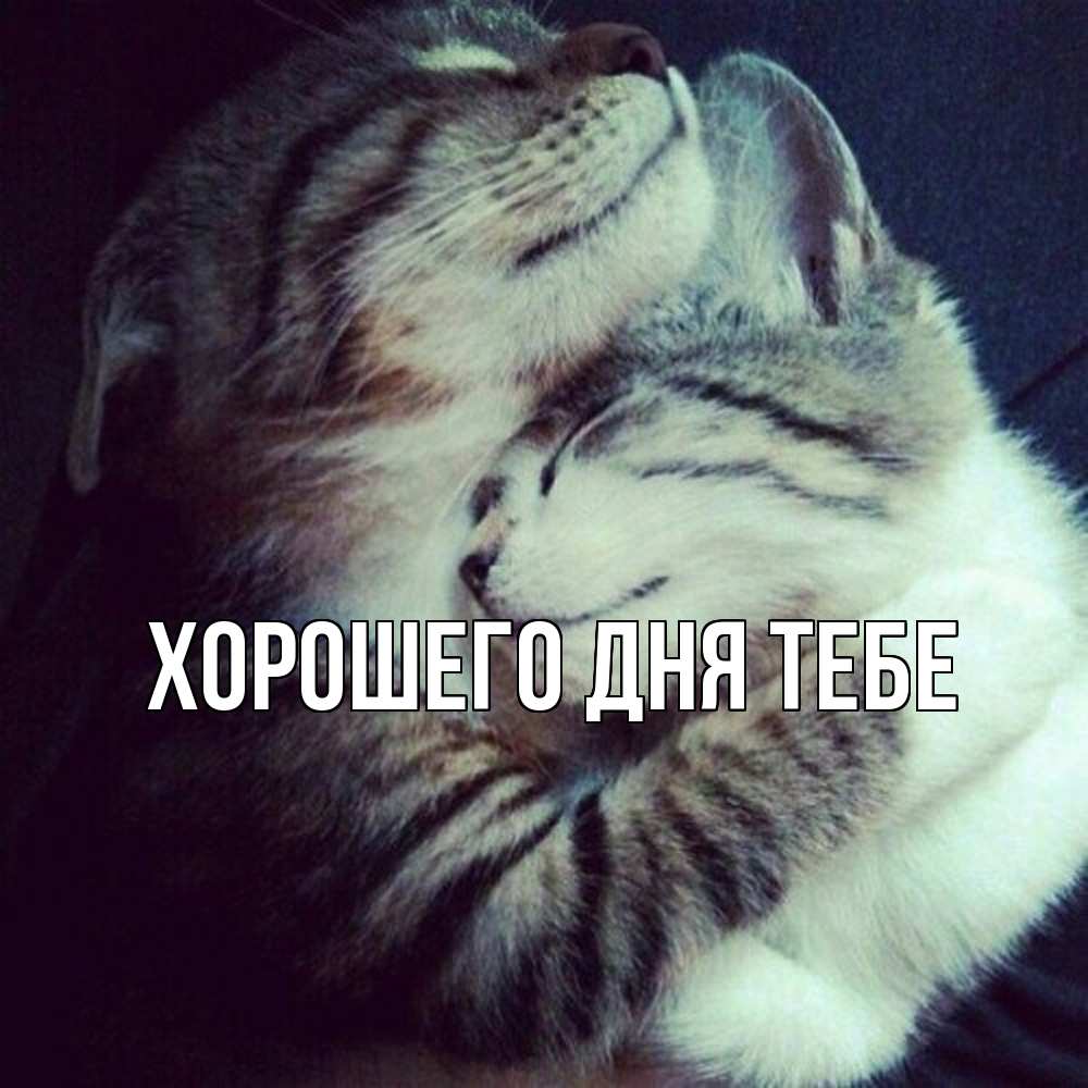 Открытка на каждый день с именем, Клемент Обнимашки полосатики Прикольная открытка с пожеланием онлайн скачать бесплатно 