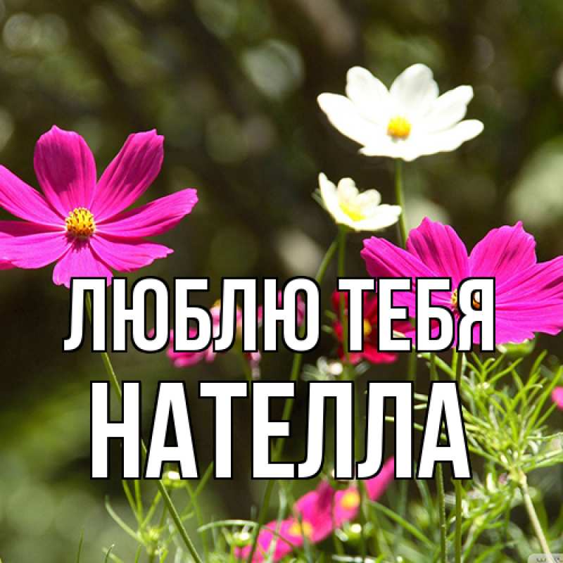 Картинка Люблю тебя, Нателла