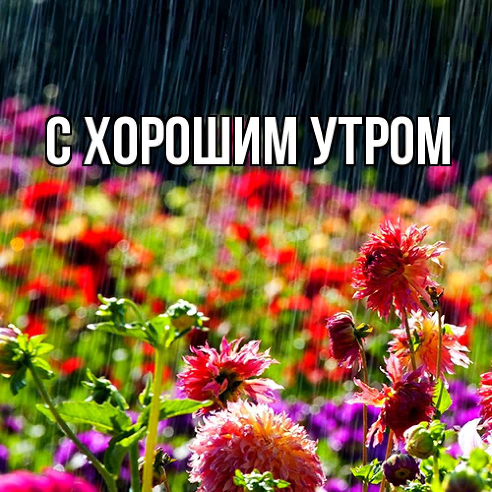 Открытка на каждый день с именем, Дима Люблю тебя цветы под дождиком к международному женскому дню Прикольная открытка с пожеланием онлайн скачать бесплатно 