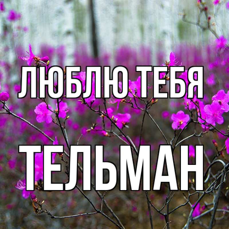 Картинка Люблю тебя, Тельман