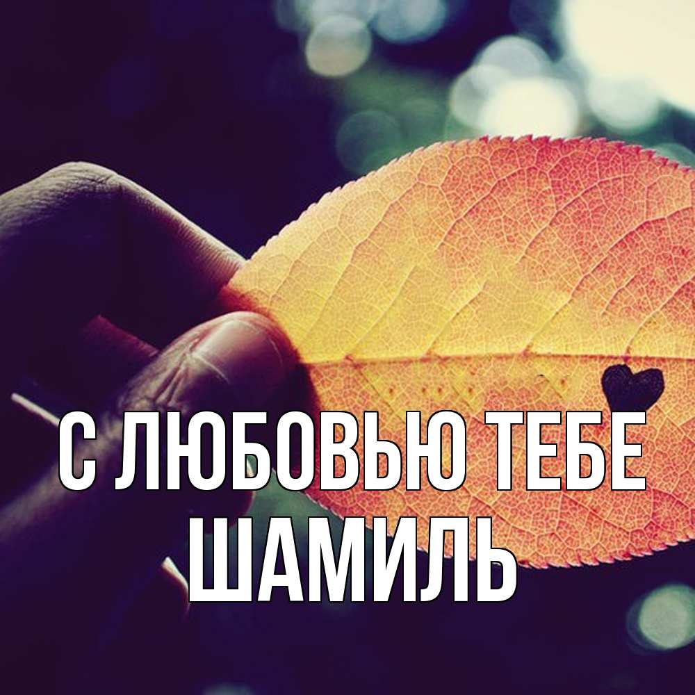 Открытка на каждый день с именем, Шамиль С любовью тебе держу лист Прикольная открытка с пожеланием онлайн скачать бесплатно 