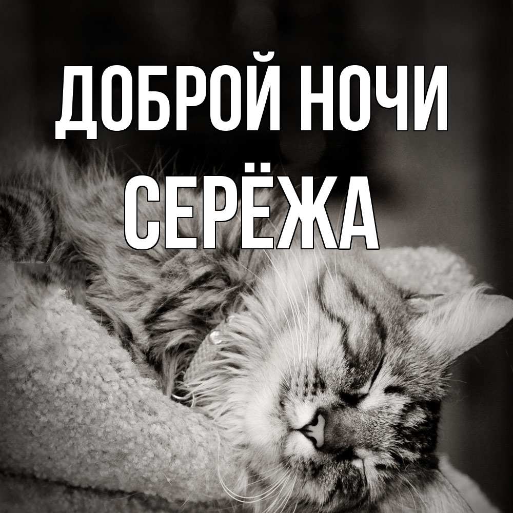 Открытка на каждый день с именем, Серёжа Доброй ночи котярик пушистый Прикольная открытка с пожеланием онлайн скачать бесплатно 