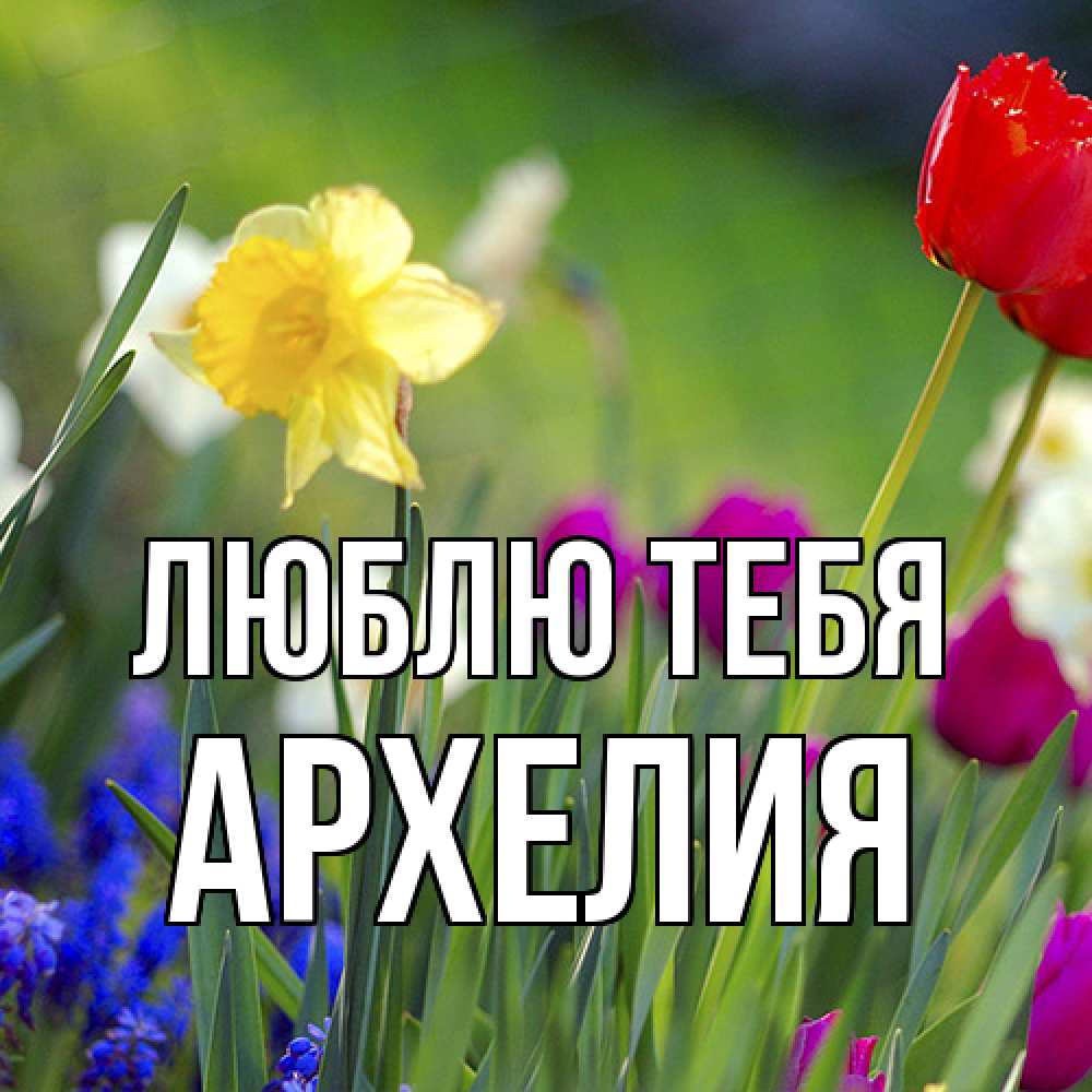 Открытка на каждый день с именем, Архелия Люблю тебя международный женский день 3 Прикольная открытка с пожеланием онлайн скачать бесплатно 