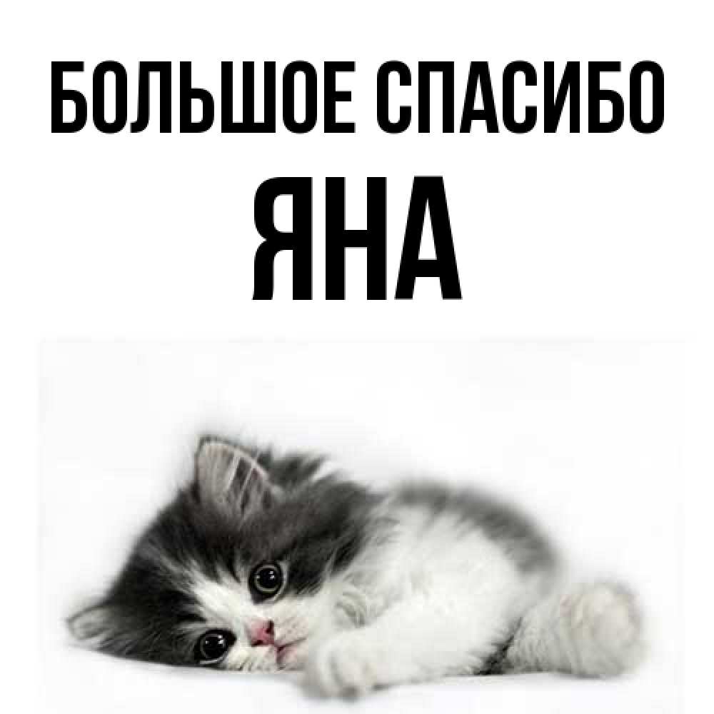 Открытка на каждый день с именем, Яна Большое спасибо черный и белый кот Прикольная открытка с пожеланием онлайн скачать бесплатно 