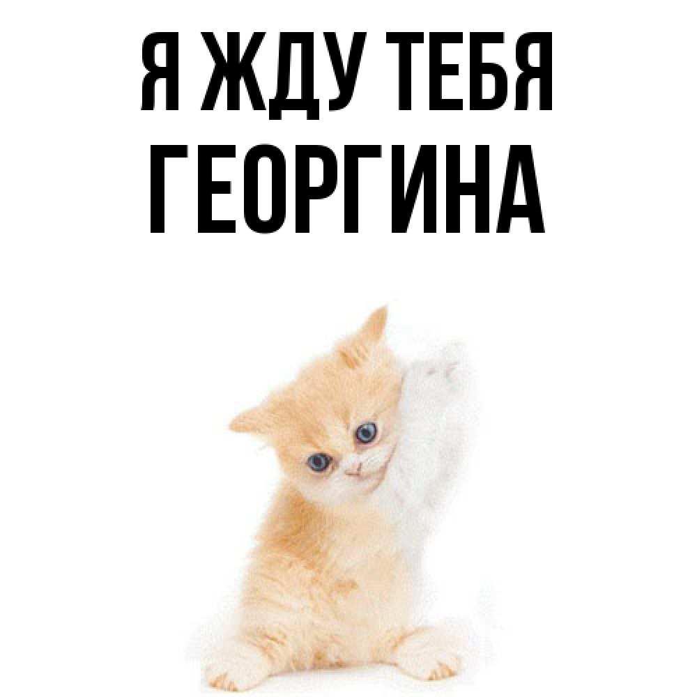 Открытка на каждый день с именем, Георгина Я жду тебя зверушки и милота Прикольная открытка с пожеланием онлайн скачать бесплатно 
