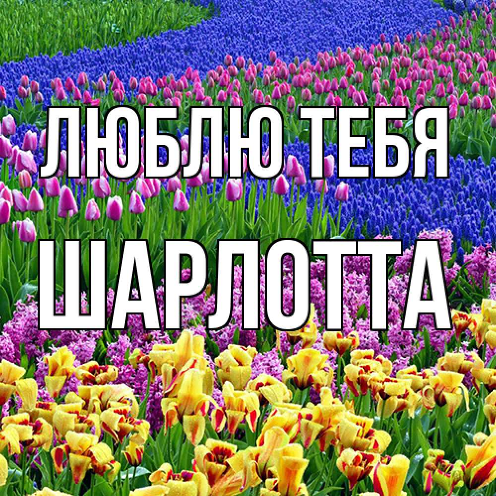 Открытка на каждый день с именем, Шарлотта Люблю тебя цветы Прикольная открытка с пожеланием онлайн скачать бесплатно 